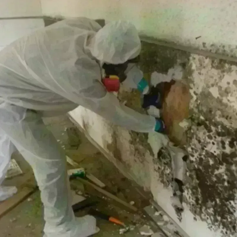 Mold Remediation and Removal in Sandoval, IL